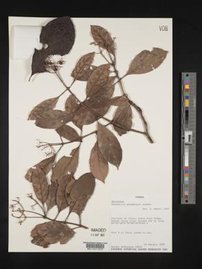 Psychotria panamensis image