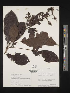 Psychotria panamensis image