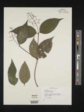 Psychotria patens image