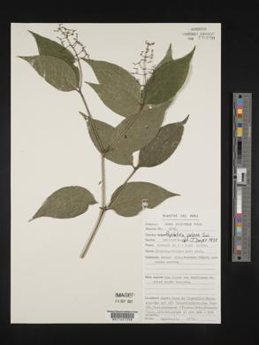 Psychotria patens image