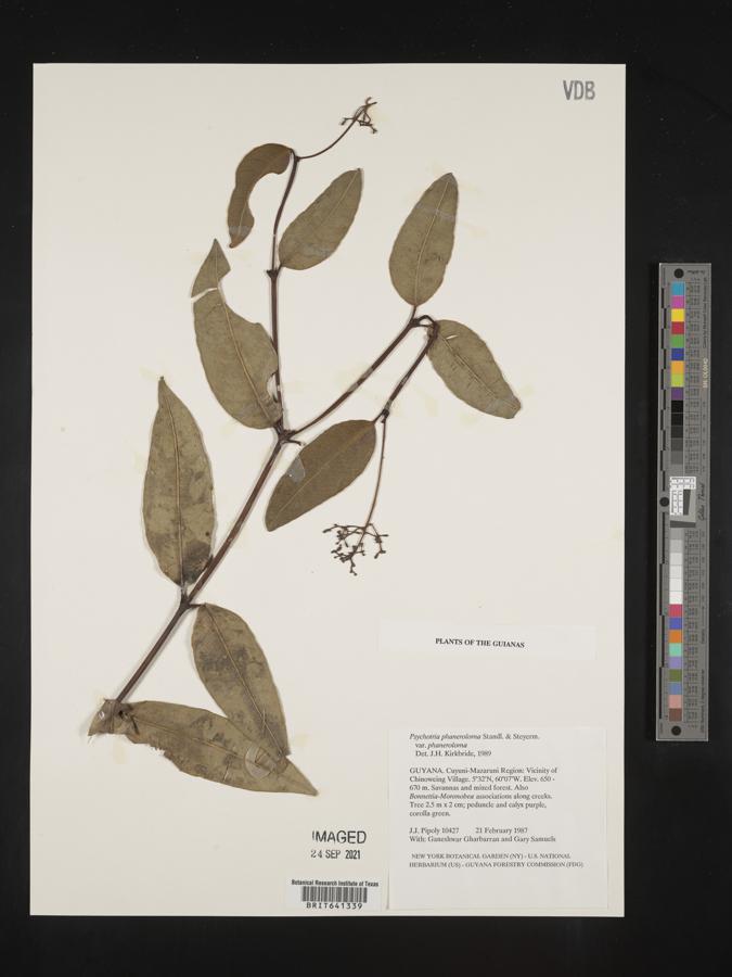 Psychotria phaneroloma image
