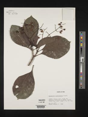 Psychotria pichisensis image
