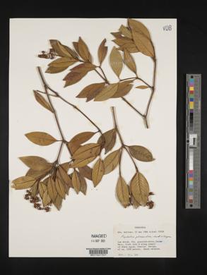 Psychotria phaneroloma image