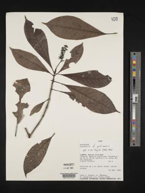Psychotria pichisensis image
