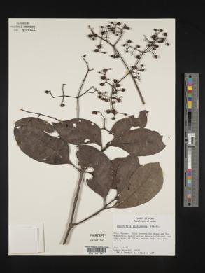 Psychotria pichisensis image