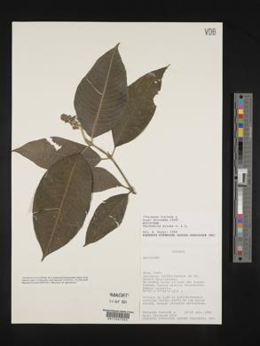 Psychotria pilosa image