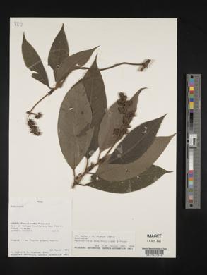 Psychotria pilosa image