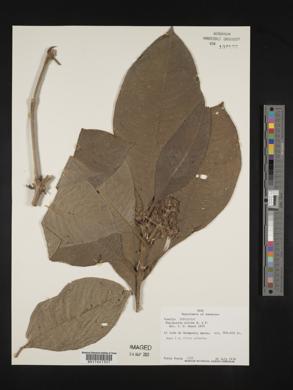 Psychotria pilosa image