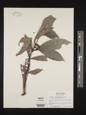 Psychotria psychotriifolia image