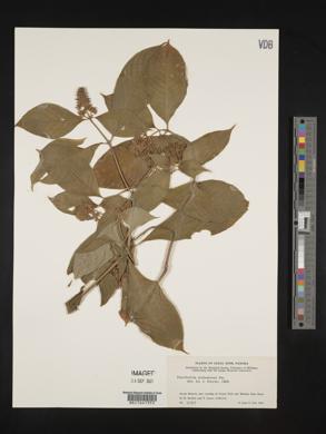 Psychotria pubescens image