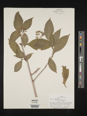 Psychotria pubescens image