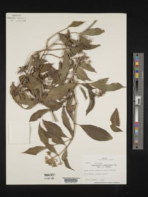 Psychotria pubescens image