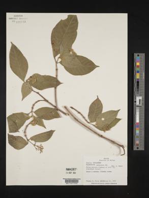 Psychotria pubescens image