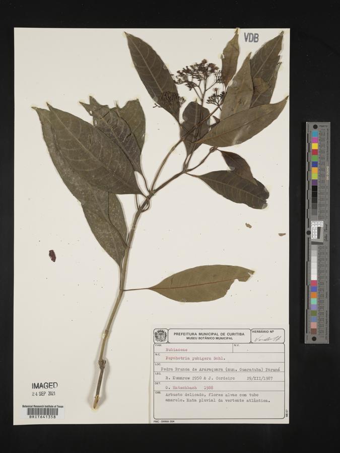 Psychotria sarmentosoides image