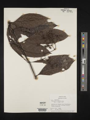 Psychotria nautensis image