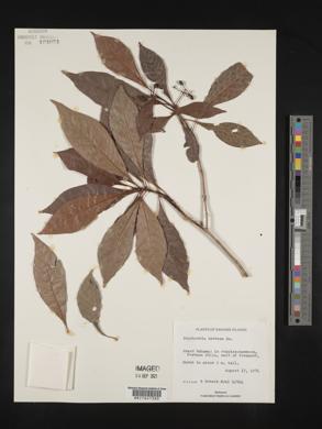 Psychotria nervosa image