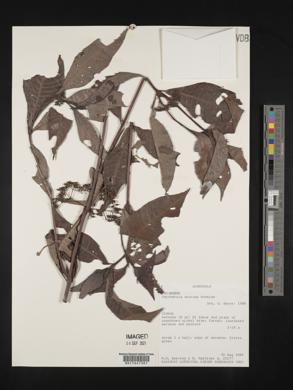 Psychotria nervosa image