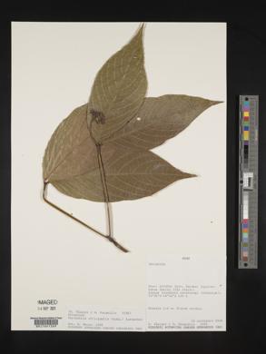 Psychotria officinalis image