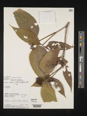 Psychotria officinalis image
