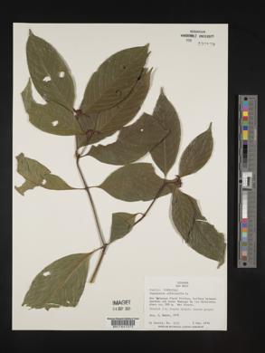 Psychotria officinalis image