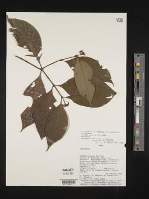 Psychotria officinalis image