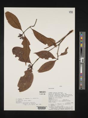 Psychotria officinalis image