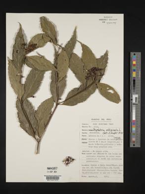 Psychotria officinalis image