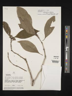 Psychotria officinalis image