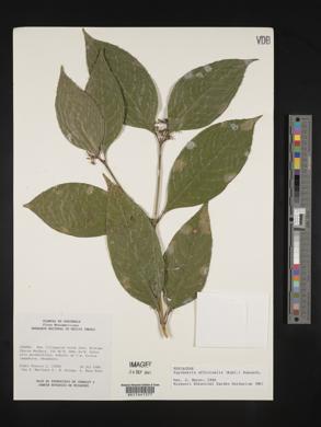 Psychotria officinalis image