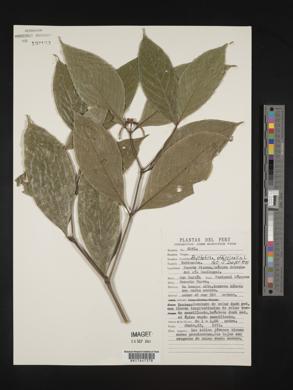 Psychotria officinalis image