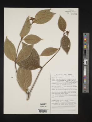 Psychotria officinalis image