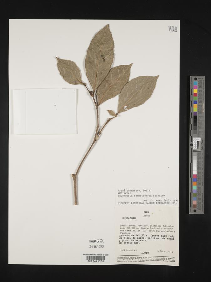 Margaritopsis haematocarpa image