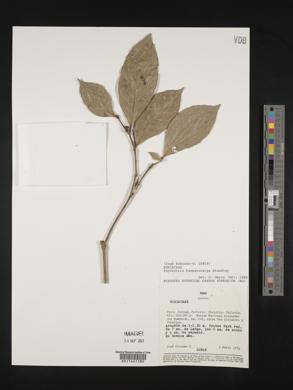 Margaritopsis haematocarpa image