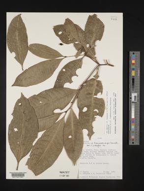 Margaritopsis haematocarpa image