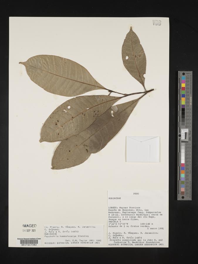 Margaritopsis haematocarpa image
