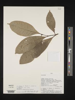 Margaritopsis haematocarpa image