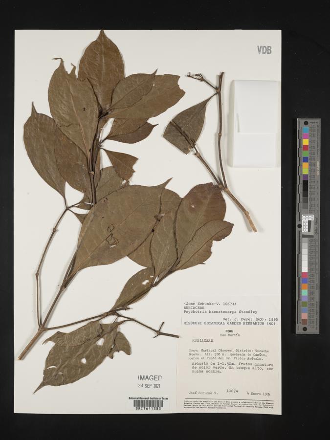 Margaritopsis haematocarpa image