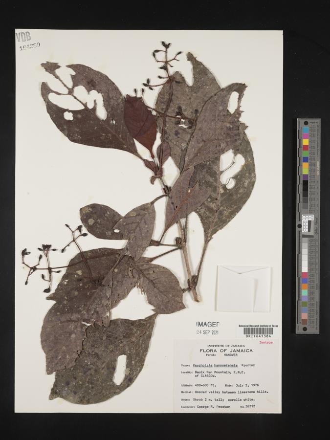 Psychotria hanoverensis image