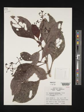 Image of Psychotria hanoverensis