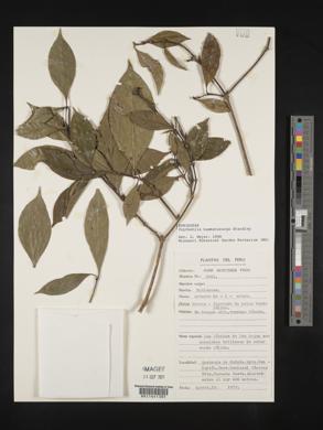 Margaritopsis haematocarpa image