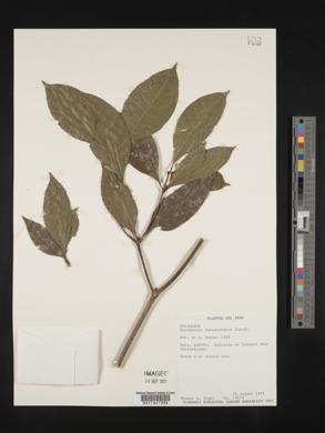 Margaritopsis haematocarpa image
