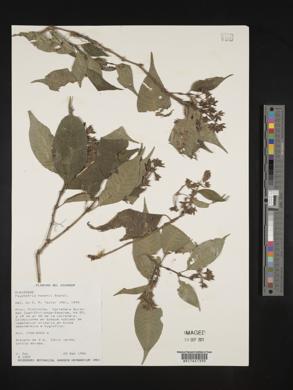 Palicourea hazenii image