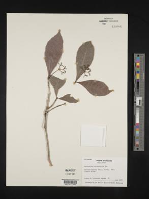 Psychotria horizontalis image
