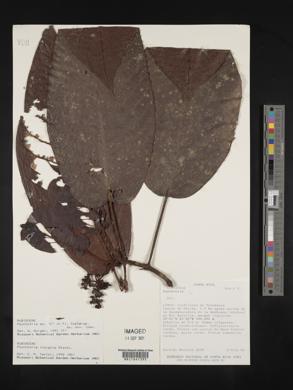 Psychotria insignis image