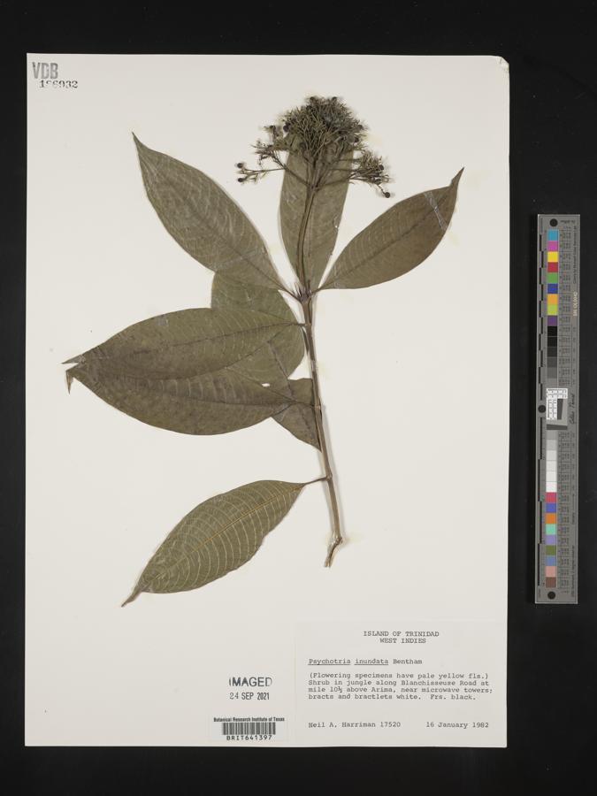 Psychotria inundata image
