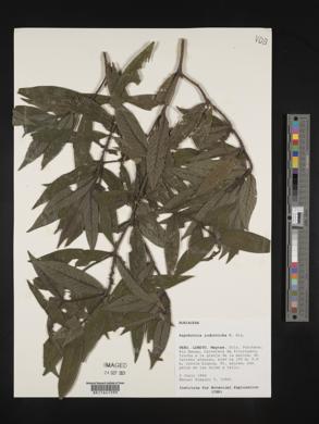 Psychotria iodotricha image