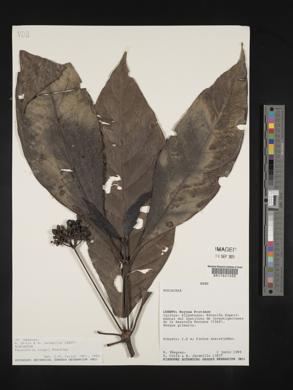 Carapichea klugii image