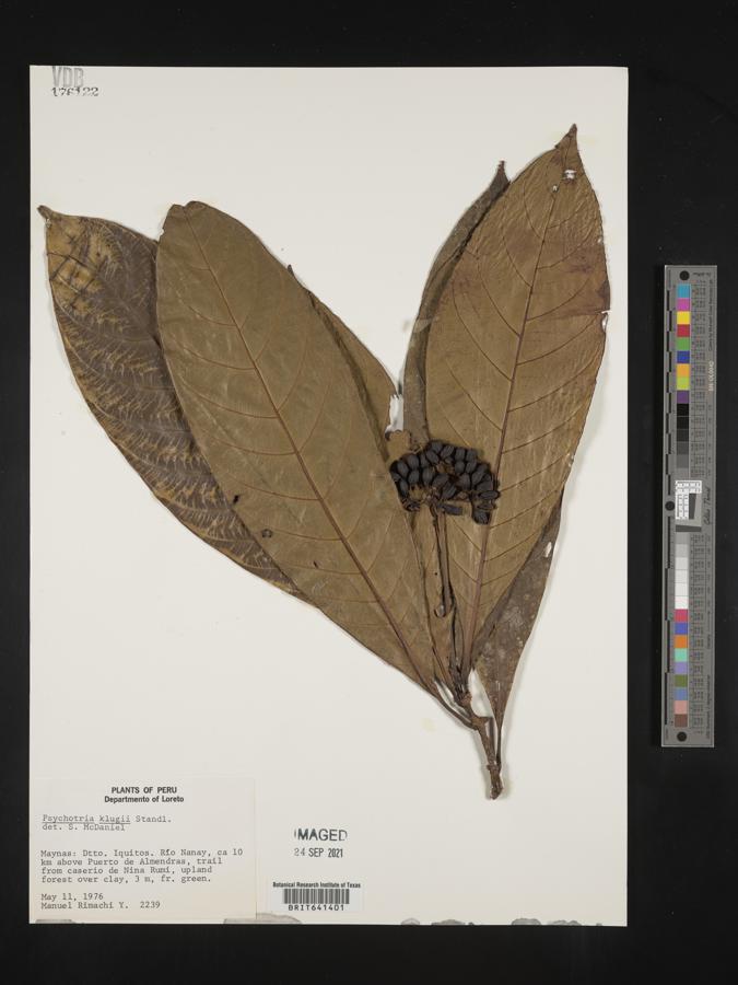Carapichea klugii image