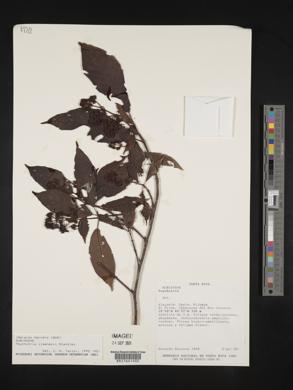 Psychotria jimenezii image