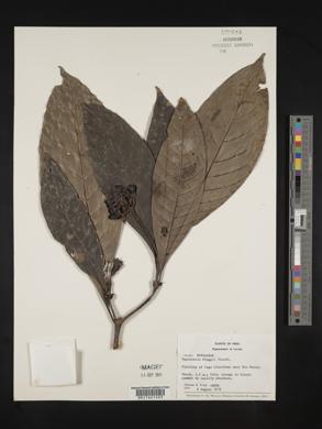 Carapichea klugii image